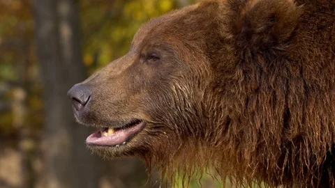 Kamchatka brown bear (Ursus arctos beringianus) portrait Stock-Footage 103581329