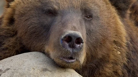 Kamchatka brown bear (Ursus arctos beringianus) sniffing Stock-Footage 103581929