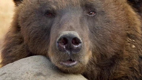 Kamchatka brown bear (Ursus arctos beringianus) sniffing Video stock 103582091