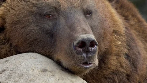 Kamchatka brown bear (Ursus arctos beringianus) sniffing Stock-Footage 103582097