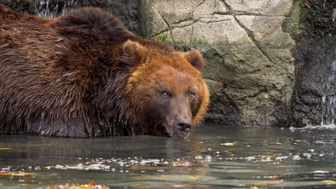 Kamchatka brown bear (Ursus arctos beringianus) cooling down in water Stock Footage 103584452