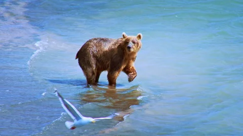 Kamchatka brown bear walking in the Kurile Lake Stock Footage 337027153