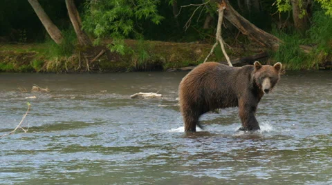 Kamchatka brown bear walking in  river Stock Footage 66389103