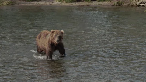 Kamchatka Brown Bear Walking In River Stock Footage 220732658