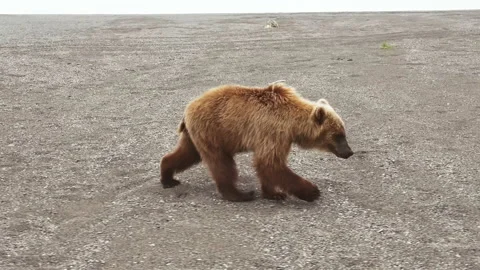 The Kamchatka brown bear walks through the rocky landscape Stock Footage 173465204