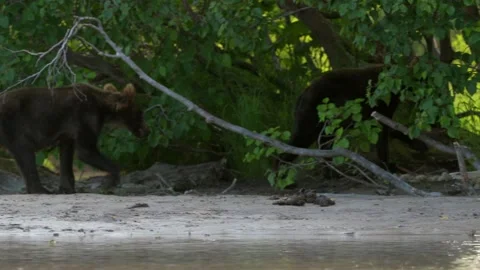 Kamchatka Brown Bears Walking Along River Bank 4k Telephoto Shot Stock Footage 338262267
