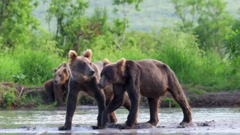 Kamchatka Brown Bears Walking Along River Bank Telephoto Lens 4k Video Stock Footage 338262270