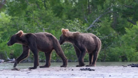 Kamchatka Brown Bears Walking Along Riverbank Telephoto 4k Video Stock Footage 338262279