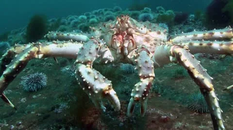 Kamchatka crab Stock Footage 11297291