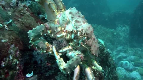 Kamchatka crab Stock Footage 11297313