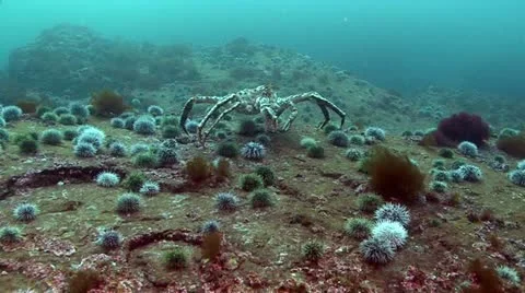 Kamchatka crab Stock Footage 11297595