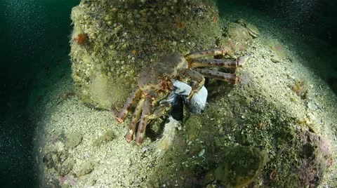 Kamchatka crab Stock Footage 11428812