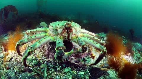 Kamchatka crab Stock Footage 11428849