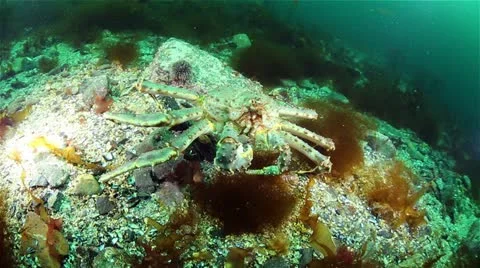 Kamchatka crab Stock Footage 11428853