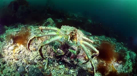 Kamchatka crab Stock Footage 11428856