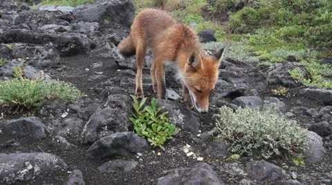 Kamchatka fox Stock Footage 12587545