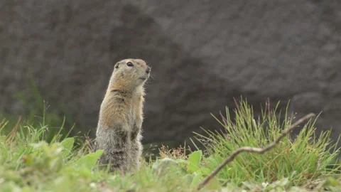 Kamchatka Ground Squirrel Alert Stance Telephoto Lens 4k Wildlife Shot Stock Footage 338260599