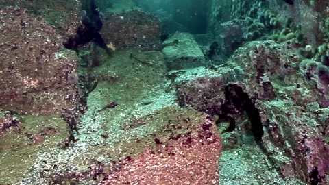 Kamchatka King Crab Dwelling Barents Sea Rocky Labyrinth Stock Footage 340482641