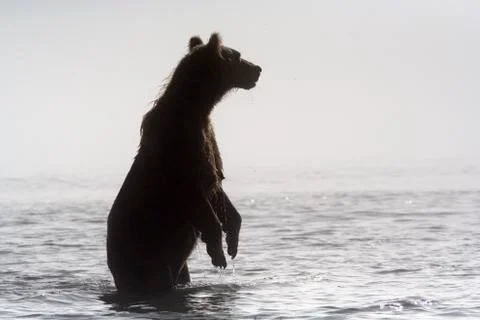 Kamchatka Stock-Fotos