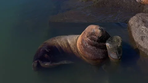 Kamchatka sea lion basking in the sun at a rookery in Avacha Bay close-up Stock-Footage 142812655