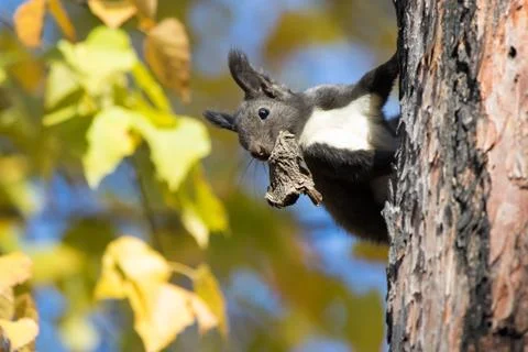 Kamchatka squirrel sitting on a tree trunk with a dry mouth mushroom Foto stock