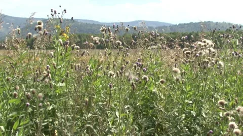 Kamchatka. Vulcan. Stock Footage 52485754