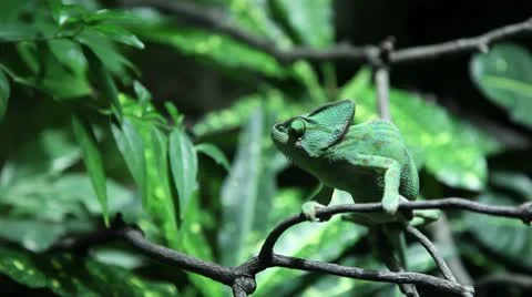 Kameleon Stock Footage 8946899