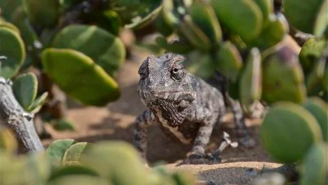 Kameleon Stockfoto's