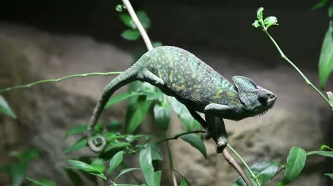 Kameleon from side Stock Footage 8946884