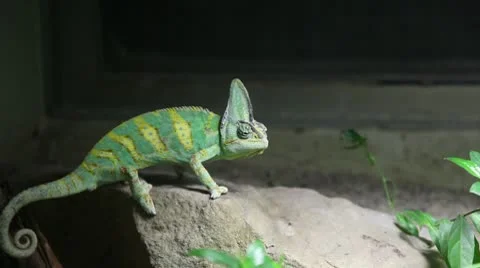 Kameleon walking slowly 스톡 동영상 8946883