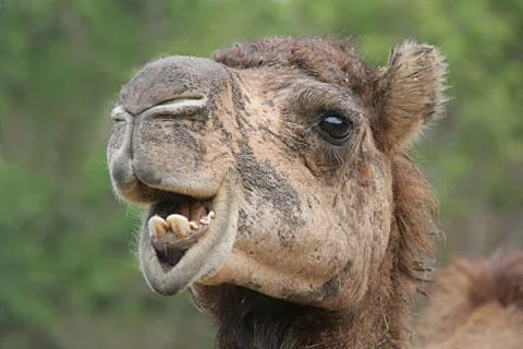 Kamelporträt Stock Photos