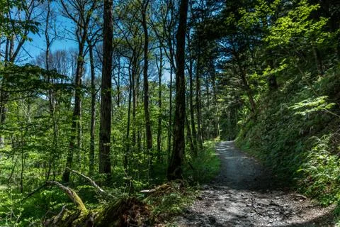 Kamikochi forest path Stock Photos