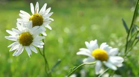 Kamille1 Video stock 11935517