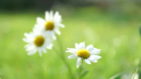 Kamille2 Stock Footage 11935846