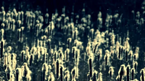 Kamishi 1.mp4 Stock Footage 38868221