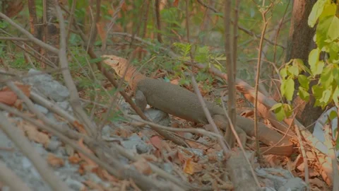 Kamodo dragon is a large reptile of the lizard family Stock Footage 279800431
