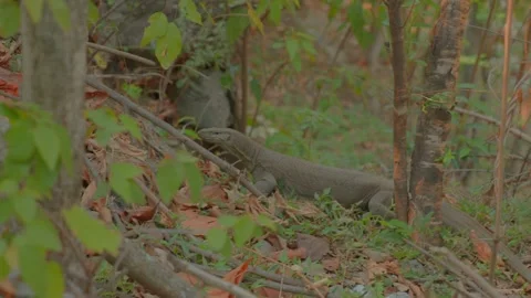 Kamodo dragon is a large reptile of the lizard family india Stock Footage 279800675