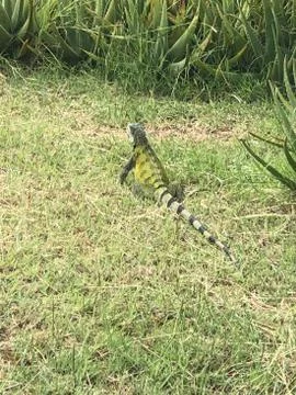 Kamoflage 스톡 사진