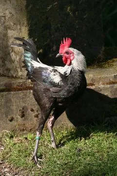 Kampfhahn Stock Photos