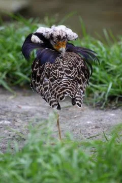 Kampfläufer Stock Photos