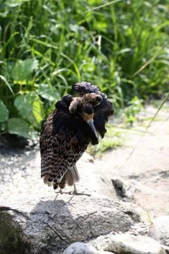 Kampfläufer Foto stock