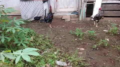 Kampong chicken Stock Footage 238052684