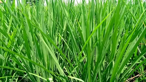 Kampung sawah Stock Footage 171398253