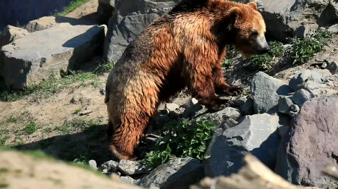 Kamtschatka bear Stock Footage 707113
