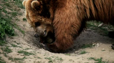 Kamtschatka bear Stock Footage 708023