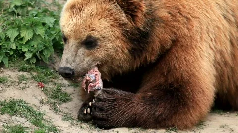 Kamtschatka bear Stock Footage 708164