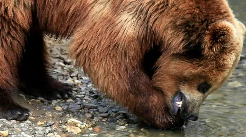 Kamtschatka bear Stock Footage 708181