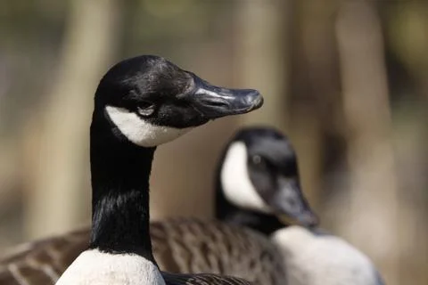 Kanadagänse Stock Photos