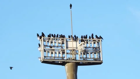 Kanagawa: A Flock of Crows Resting on the Lights Stock Footage 332780000