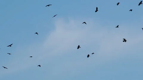 Kanagawa: A Flock of Crows in the Sky Stock Footage 332777489